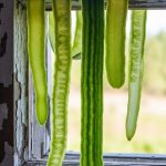 Por que colocar cascas de pepino nas molduras das janelas da casa: para que serve isso?