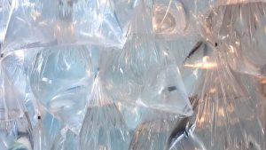 Encha um saco plástico com água, coloque algumas moedas dentro dele, pendure-o na janela e descubra a invenção do ano