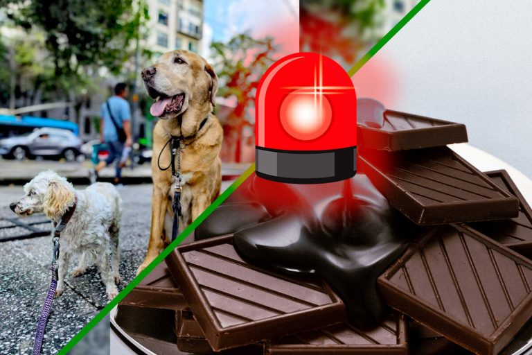 A ciência confirma: estes produtos nunca devem ser dados a animais de estimação