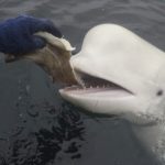 A beluga pede ajuda a um barco para salvar vários animais, e a forma como agradece por esse gesto surpreende a todos: «Ela pediu-nos para segui-la, porque queria ajudar».