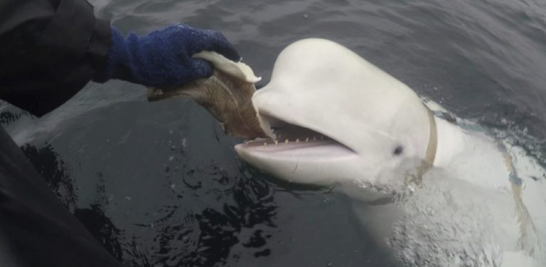 A beluga pede ajuda a um barco para salvar vários animais, e a forma como agradece por esse gesto surpreende a todos: «Ela pediu-nos para segui-la, porque queria ajudar».
