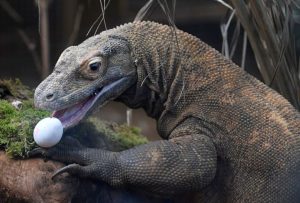 O lagarto-de-Komodo: um predador que come o seu próprio peso, sobrevive em ilhas remotas e desafia a extinção