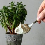 Porquê colocar açúcar na árvore de jade: benefícios para a planta