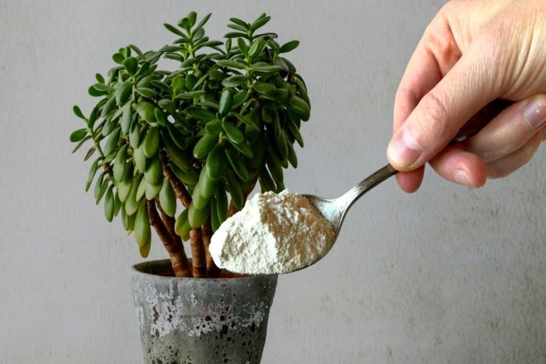 Porquê colocar açúcar na árvore de jade: benefícios para a planta