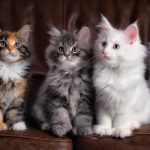 A nova Lei do Bem-Estar Animal de 2025 irá prever multas muito elevadas para os donos de gatos que ignorarem estas regras obrigatórias.