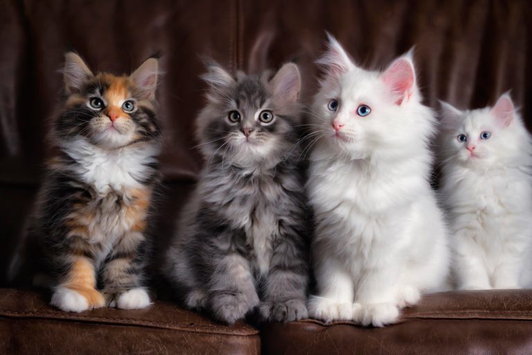 A nova Lei do Bem-Estar Animal de 2025 irá prever multas muito elevadas para os donos de gatos que ignorarem estas regras obrigatórias.