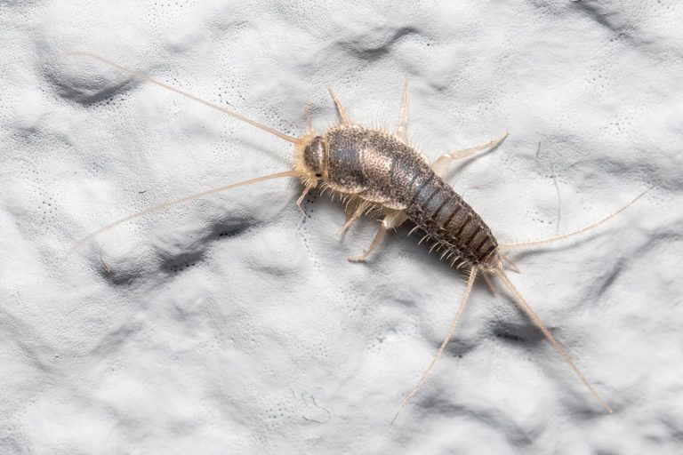 Não deixe os peixes prateados andarem livremente pela sua casa — descubra como se livrar deles para sempre