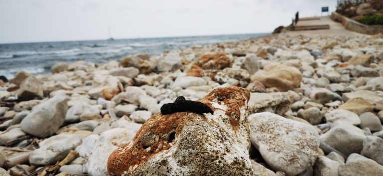 Condenam a disseminação de excrementos nas praias de Les Rotes devido à falta de controlo dos cães