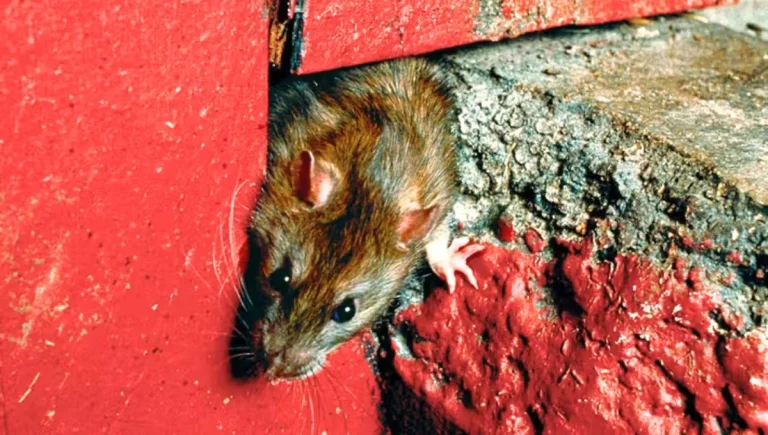 Como se livrar de ratos em casa com uma moeda: uma armadilha simples e eficaz