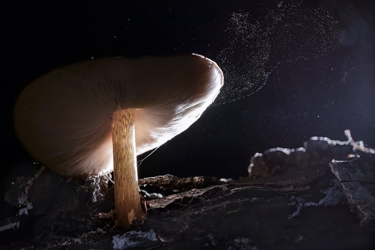 Os cientistas não acreditam: em Chernobyl foi descoberto um fungo preto que se alimenta de radiação