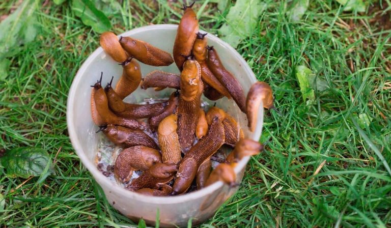 Retire-o do armário da cozinha e espalhe-o no jardim. Irá afastar imediatamente os caracóis e as formigas.